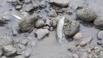 Stauraumspülung Mur 6.8.2017: Tote Fische bei der Auswiese Graz/Gössendorf nach dem Grande Finale von La Strada